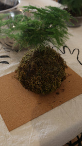 KOKEDAMA MASTERCLASS