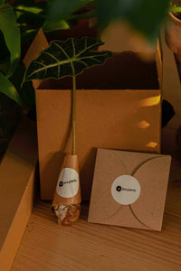 Plant Gift Box