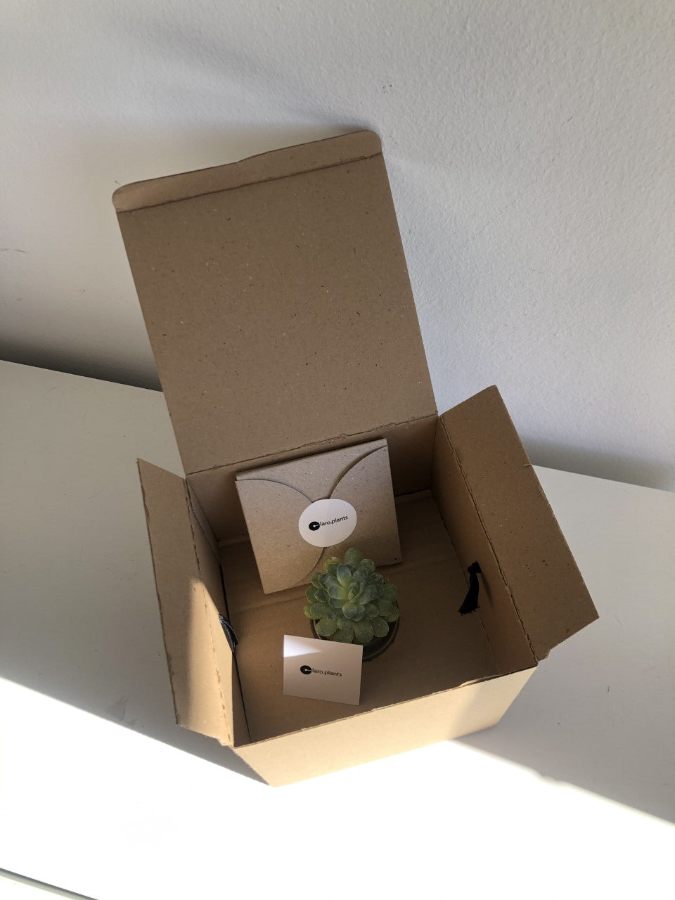 Plant Gift Box