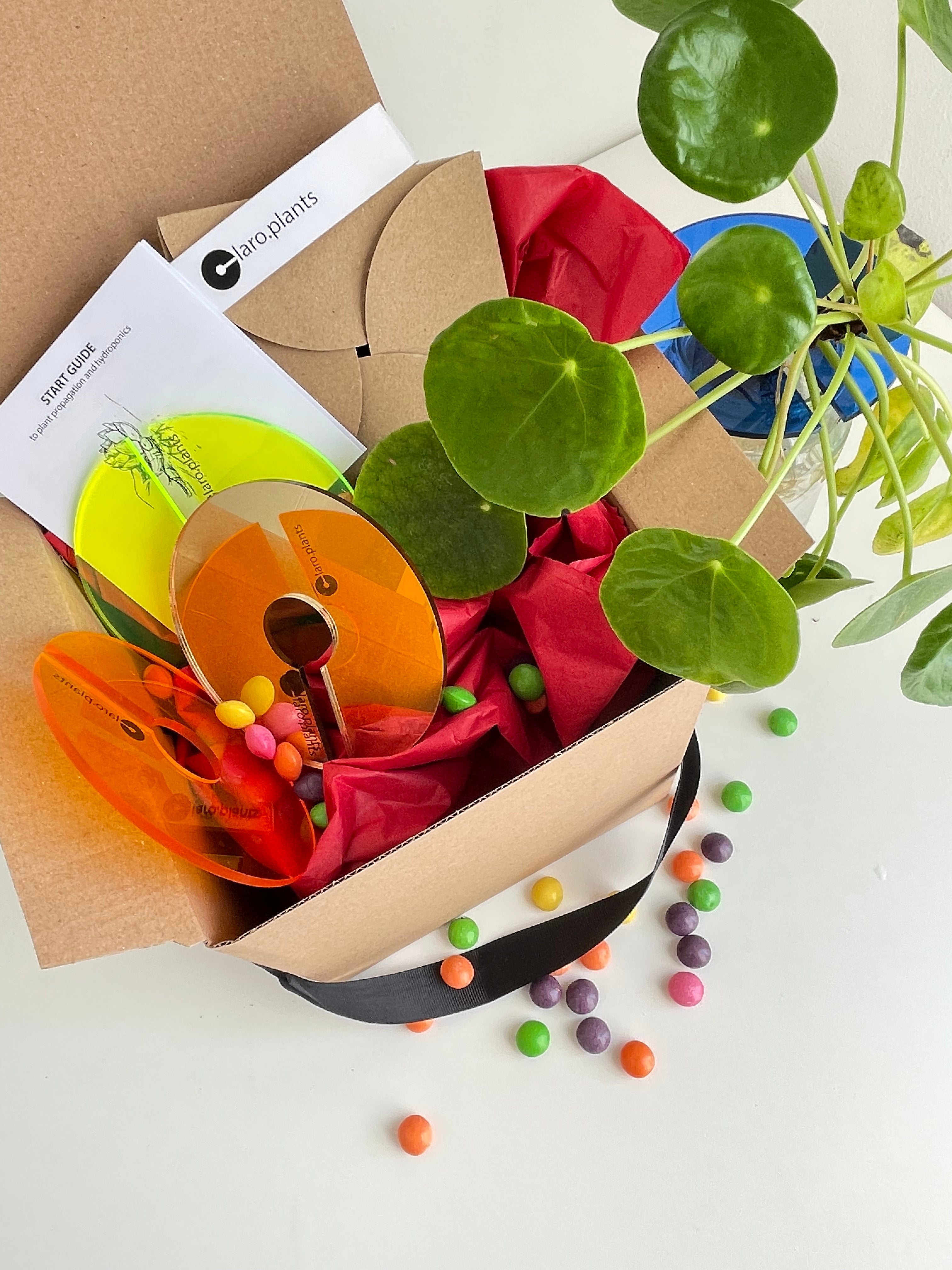 Plant Gift Box